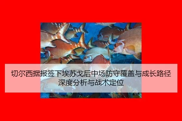 切尔西据报签下埃苏戈后中场防守覆盖与成长路径深度分析与战术定位